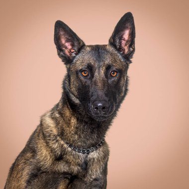 Malinois köpeğinin kafasından vurulması kahverengi bir arkaplan oluşturmuş.