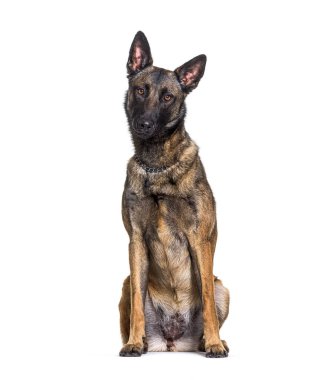 Oturan Malinois köpeği, beyaz üzerine izole edilmiş.
