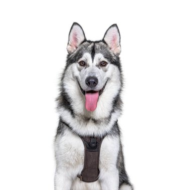 Alaska Malamute 'un beyaz kayış takımı giymiş, soluk soluğa fotoğrafını çektim.