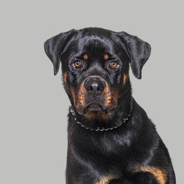 Gri bir arka planda kameraya bakan Rottweiler 'ın kafa görüntüsü.
