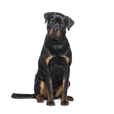 Oturan Rottweiler kameraya bakıyor, bembeyaz.