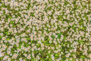 Papatya, papatya, papatya, üst manzara, arka plan dokusu.