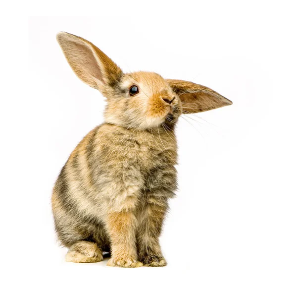 Tavşan Beyaz Arka Planda Kamerayı Izliyor — Stok fotoğraf