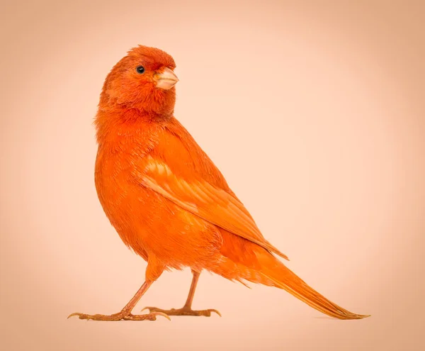 Röd Kanariefågel Serinus Canaria Mot Vit Bakgrund — Stockfoto