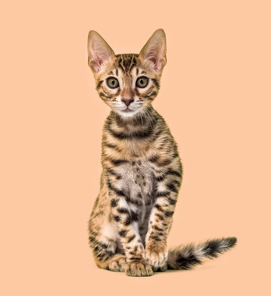 Young Bengal Cat Staring Isolated White — Stock Photo, Image