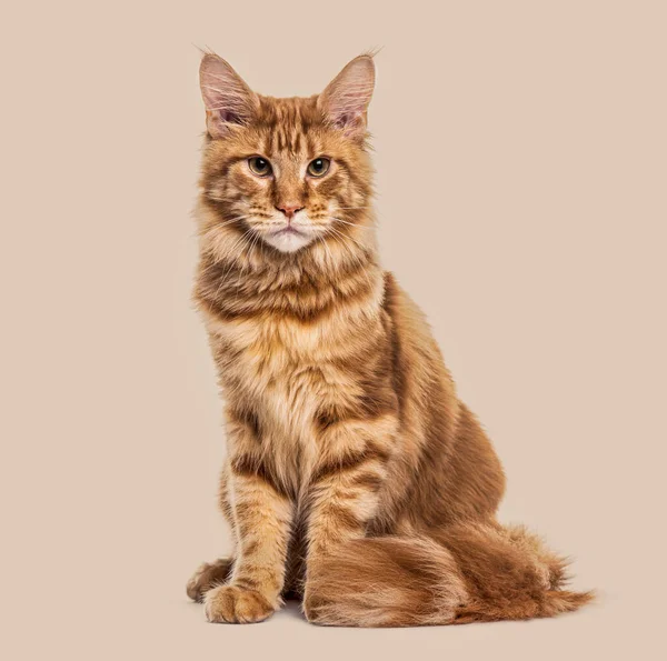 Sitter Ingefära Katt Main Coon Mot Färgad Bakgrund — Stockfoto