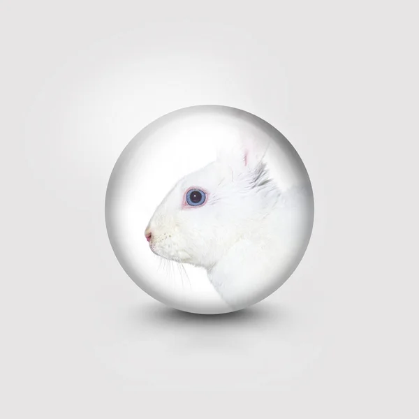 Head Shot White Rabbit Blue Eyed Circle — Foto Stock