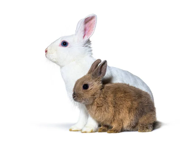 Profile Two Rabbits Isolated White — Stock Photo, Image