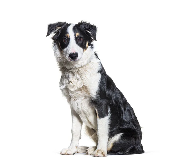 Schwarz Weißer Border Collie Sitzt Vor Der Kamera — Stockfoto