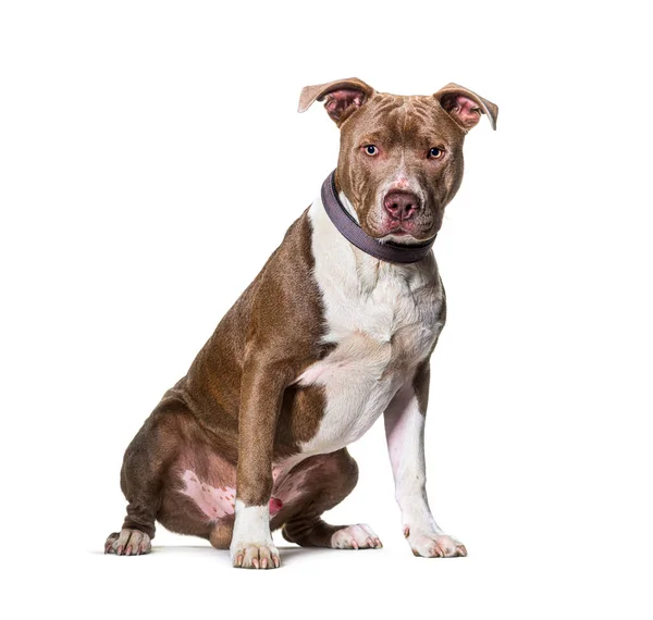 American Staffordshire Terrier Sitter Isolerad Vitt — Stockfoto