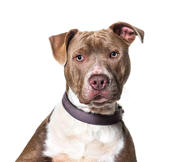 Strzał Głowę Amerykańskiego Staffordshire Terrier Patrzącego Kamerę Noszącego Obrożę Odizolowanego — Zdjęcie stockowe