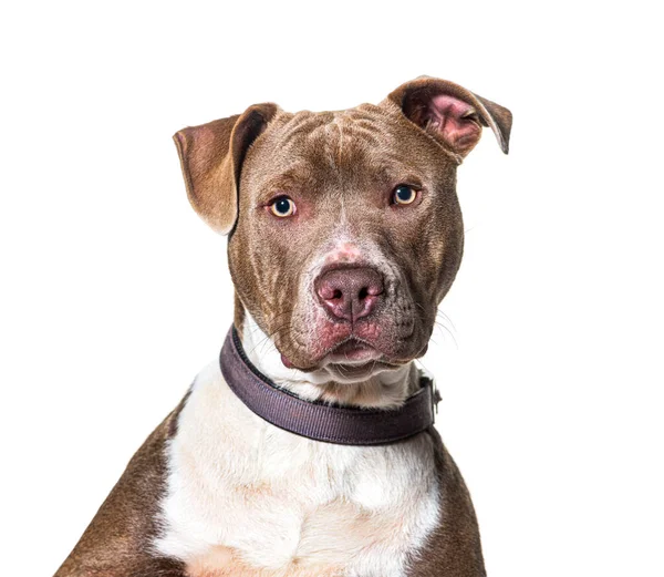 Foto Americano Staffordshire Terrier Mirando Cámara Usando Collar Aislado Blanco — Foto de Stock