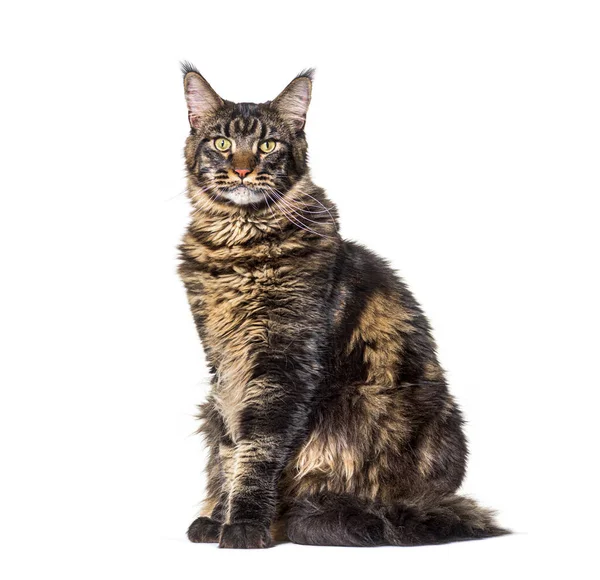 Sentado Maine Coon Gato Olhando Para Câmera Isolada Branco — Fotografia de Stock