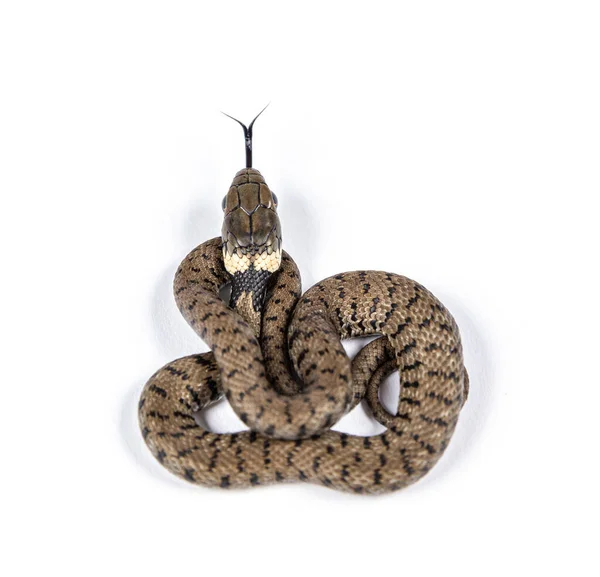 Serpiente Hierba Joven Natrix Natrix Aislada Blanco —  Fotos de Stock