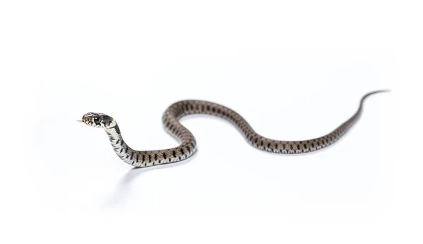 草蛇滑行 用舌头嗅闻 Natrix Natrix 与白色隔离 — 图库照片