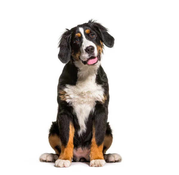 Sitting Bernese Mountain Dog Gâfâind Uitându Departe Uitându Sus Izolat — Fotografie, imagine de stoc