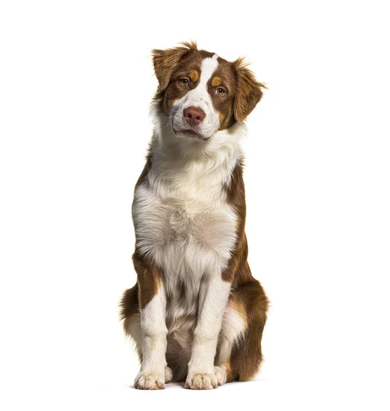 Sitting Australian Shepherd Isolated White — Stock Fotó