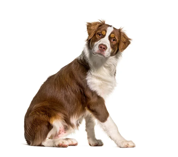 Side View Sitting Australian Shepherd Looking Camera Isolated White — Stock Fotó