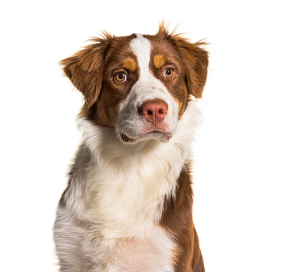 Head Shot Australian Shepherd Isolated White — Stock Photo, Image