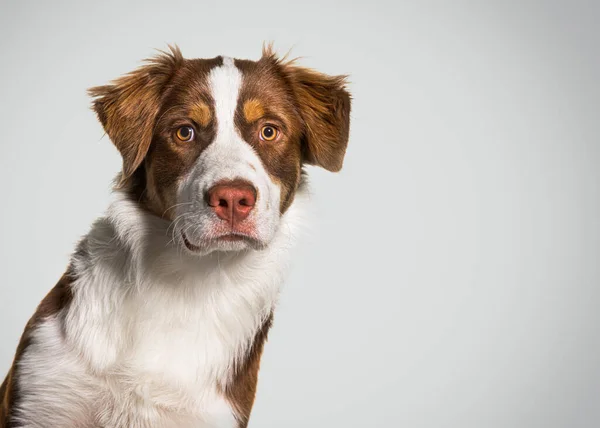 Hoofd Opname Van Een Australische Herder Grijze Achtergrond — Stockfoto