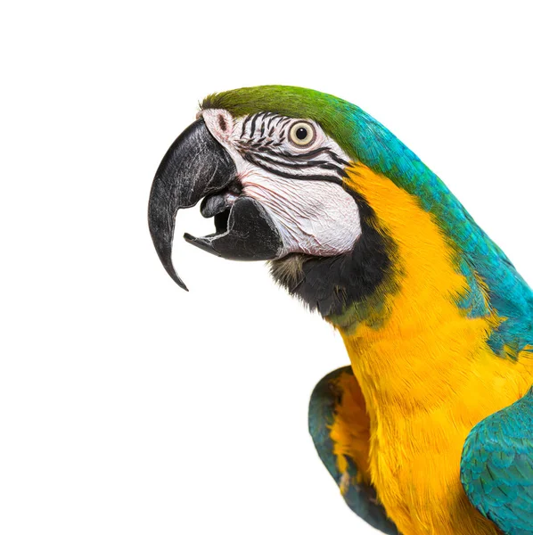 Huvudskott Blå Och Gul Macaw Näbb Öppen Isolerad Vit — Stockfoto