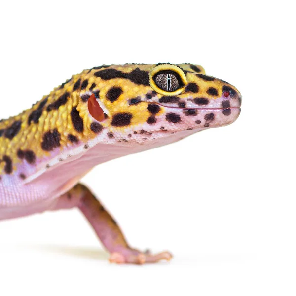 Vista Lateral Tiro Cabeça Leopardo Gecko Isolado Branco — Fotografia de Stock