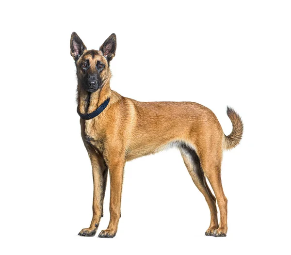 Side View Standing Malinois Dog Looking Camera Wearing Collar Isolated — Foto Stock