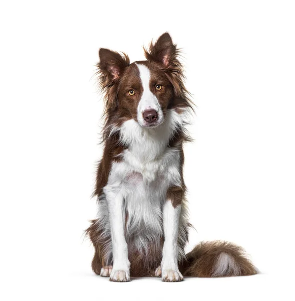 Sitting Brown White Border Collie Staring Camera Isolated White — Stock Photo, Image