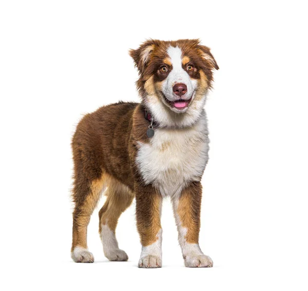 Panting Perro Pastor Australiano Pie Frente Fondo Blanco — Foto de Stock