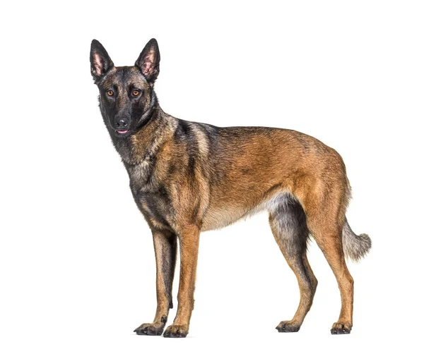 Zijaanzicht Van Een Malinois Hond Die Naar Camera Kijkt Geïsoleerd — Stockfoto