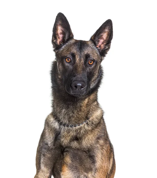 Head Shot Malinois Looking Camera Belgian Shepherd Isolated White — Foto Stock