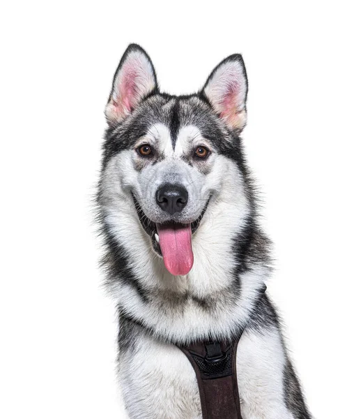 Head Shot Panting Alaskan Malamute Isolated White — Stock Photo, Image