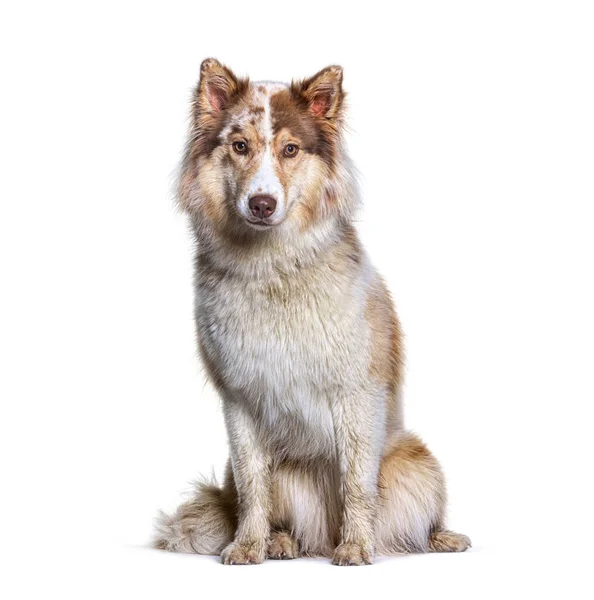 Aussie Siberian Mixed Breed Dogs Australian Shepherd Siberian Husky — Stock Photo, Image