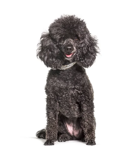 黒の古いプードル犬 隔離された — ストック写真