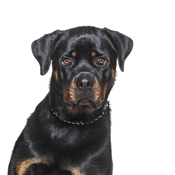 Huvudbild Rottweiler Som Tittar Kameran Isolerad Vitt — Stockfoto