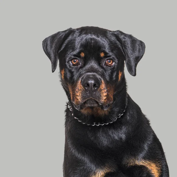 Foto Cabeça Rottweiler Olhando Para Câmera Fundo Cinzento — Fotografia de Stock
