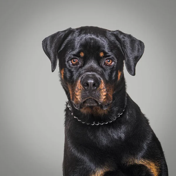 Hoofdschot Van Een Rotweiler Geïsoleerd — Stockfoto