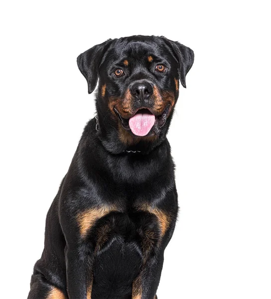 Head Shot Rottweiler Panting Isolated White — Stock Photo, Image