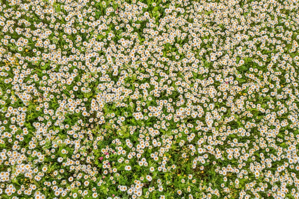 Top View Camomile Eye Daisy Meadow Daisies Top View Background — Stock Photo, Image