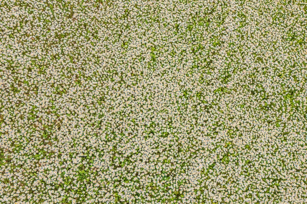 カモミールまたはオックスアイデイジー牧草地 デイジー トップビュー 背景テクスチャのトップビュー — ストック写真