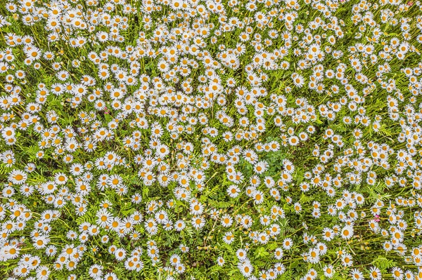 Top View Camomile Eye Daisy Meadow Daisies Top View Background — Stock Photo, Image