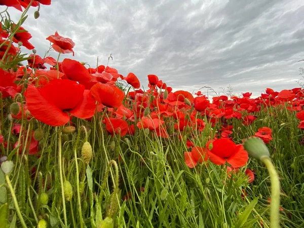 Vista Ángulo Bajo Foto Del Campo Amapolas Silvestres Contra Cielo — Foto de Stock