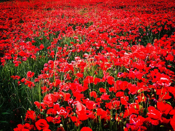 Campo Amapolas Silvestres Verano — Foto de Stock