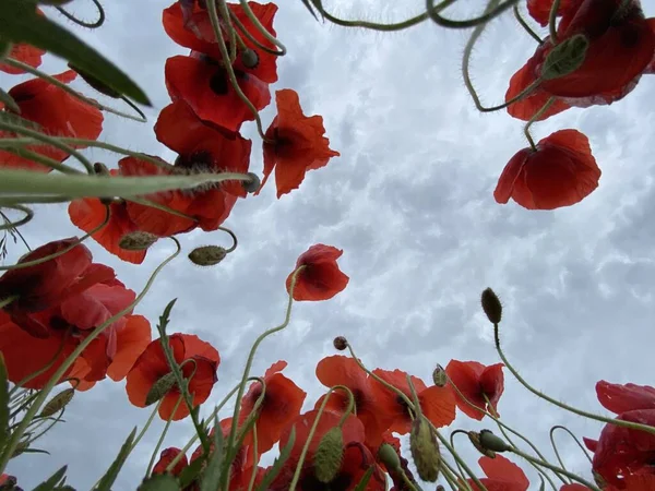 Vista Ángulo Bajo Foto Del Campo Amapolas Silvestres Contra Cielo —  Fotos de Stock