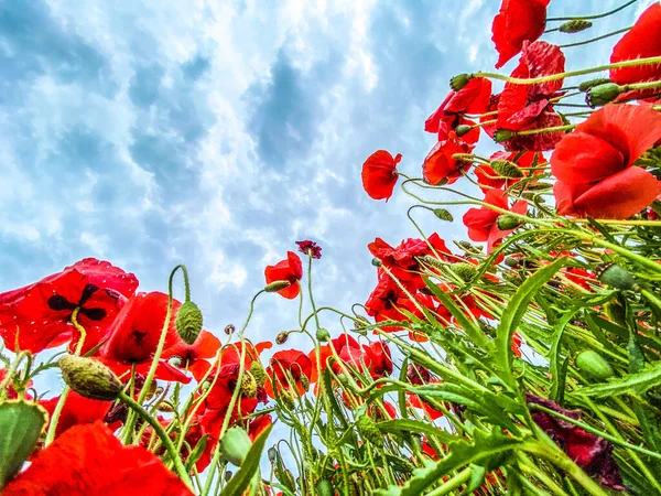 Vista Ángulo Bajo Foto Del Campo Amapolas Silvestres Contra Cielo — Foto de Stock