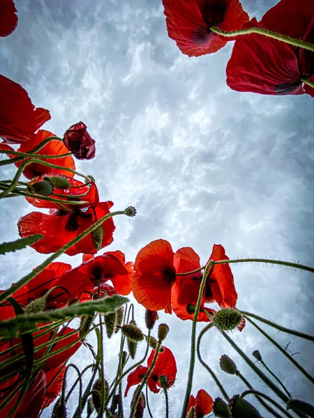 Vista Ángulo Bajo Foto Del Campo Amapolas Silvestres Contra Cielo — Foto de Stock