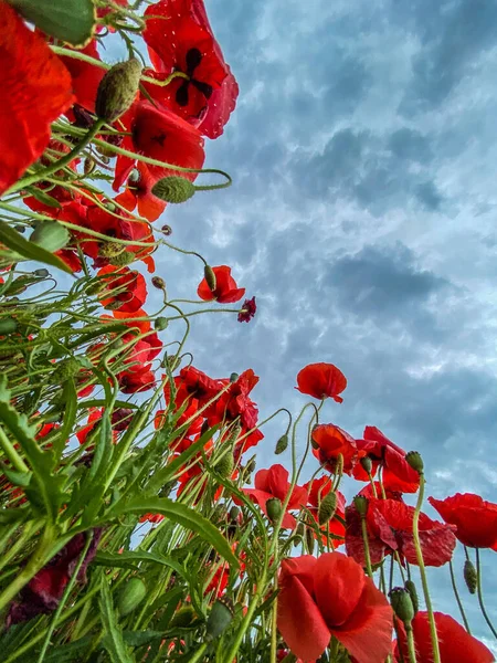 Low angle view photo of wild Poppies field against cloudy sky