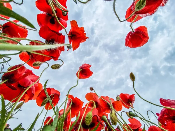 Vista Ángulo Bajo Foto Del Campo Amapolas Silvestres Contra Cielo — Foto de Stock