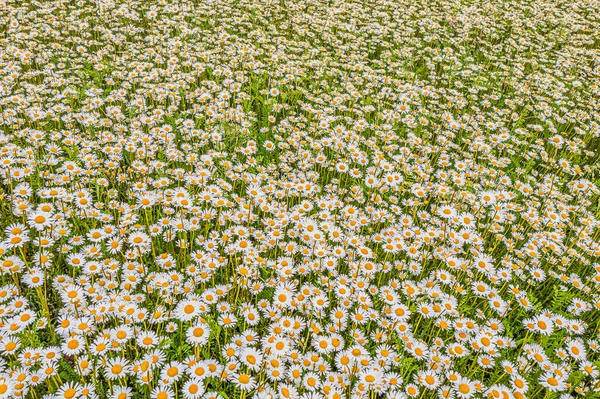 Draufsicht Auf Eine Kamille Oder Ochsenauge Gänseblümchenwiese Gänseblümchen Draufsicht Hintergrundtextur — Stockfoto