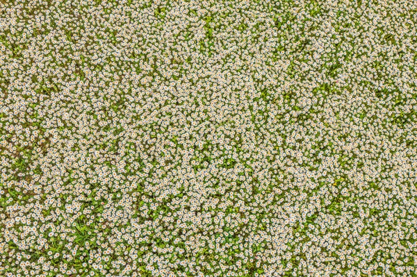 Top View Camomile Eye Daisy Meadow Daisies Top View Background — Stock Photo, Image